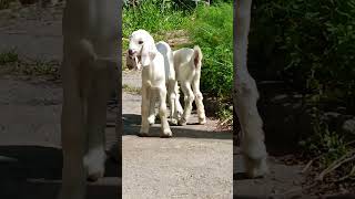 cute New born goat babies playing. @beatiful