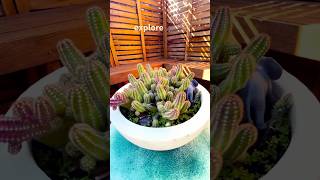 Peanut Cactus Care Tips | A Fun &amp; Easy Houseplant! #ayukiacrafty