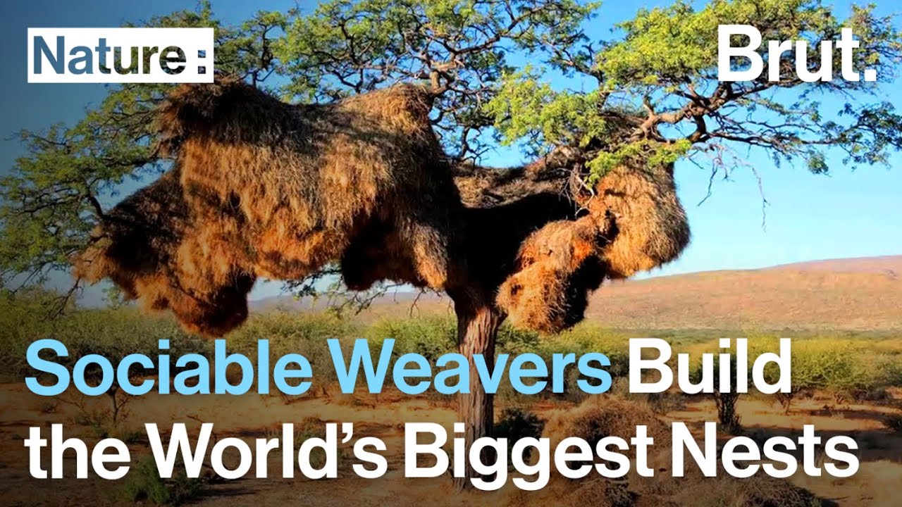 Sociable Weaver Nests Provide Shelter to Many Birds 