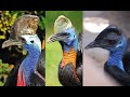 The Deadliest Bird in the World