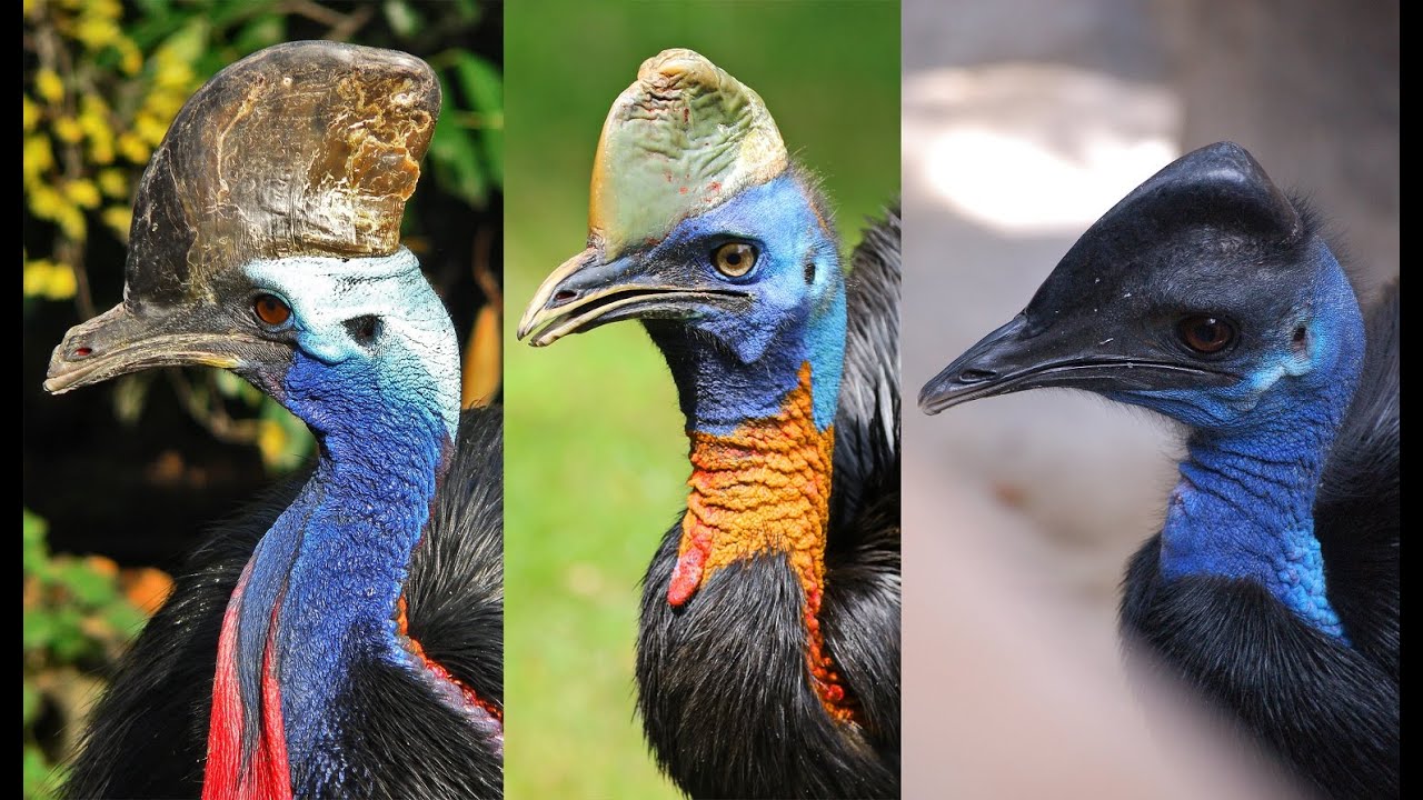 Самая смертоносная птица в мире