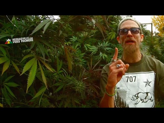 Rocker-T - Tru Ganjaman [Official Video 2017] - YouTube