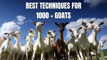 Top Goat Breeder Reveals BEST Techniques for Raising 1000+ Goats