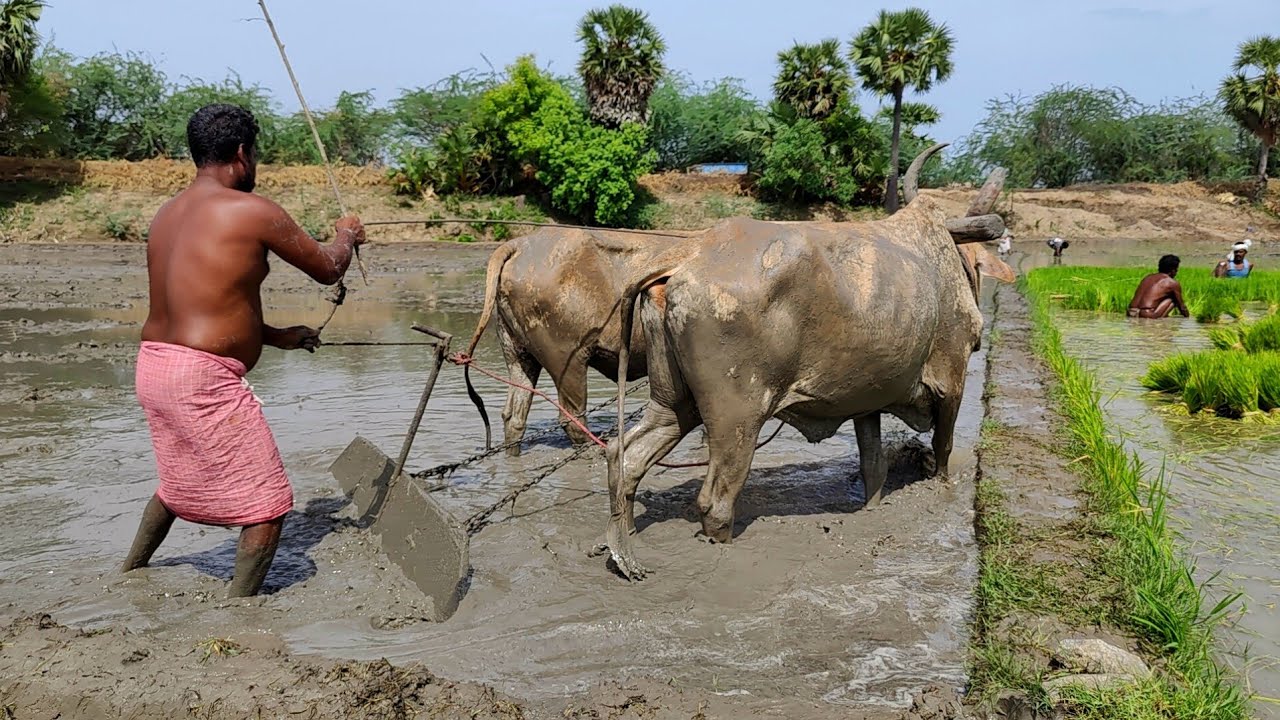 Indian Country Bullock in mud levelling with farm land | cow videos and ox