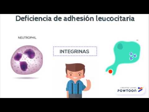 Vídeo: Modelos De Cultivo Para Estudiar El Tráfico De Leucocitos A Través Del Plexo Coroideo