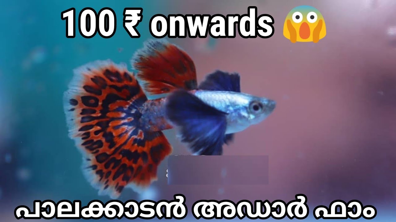 Guppy palakkad Chilli dumbo ear guppy farm palakkad aquarium