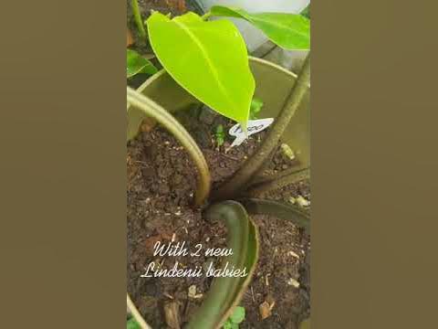 Xanthosoma Caladium Lindenii after 5 months | #Shorts 