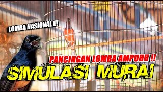 SIMULASI LOMBA MURAI BATU NASIONAL 🔥🔥 VIDEO LATIH MENTAL JUARA ❗❗