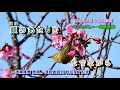 A06-594 娘よ (女兒呀 ~) 芦屋雁之助 字義版