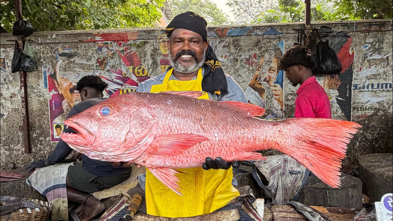 🔥BIG RED SNAPPER FISH CUTTING VIDEO💢 KASIMEDUUPDATE🦈