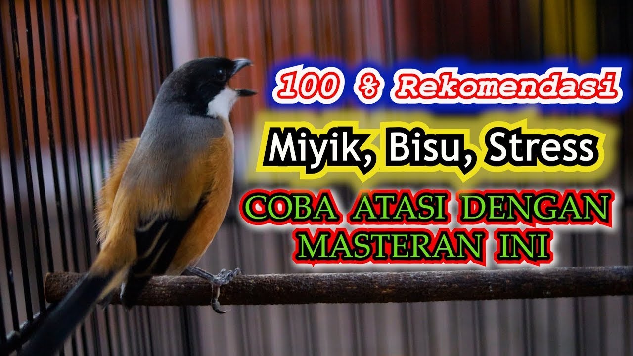 MASTERAN CENDET MALAM HARI 100% REKOMENDASI 🔥🔥!!! CENDET MIYIK, BISU, STRESS COBA ATASI DENGAN INI