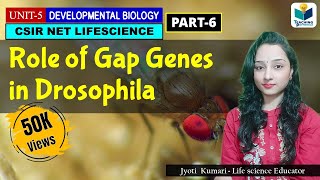 GAP GENES | ZYGOTIC/SEGMENTATION GENES OF DROSOPHILA(PART6) | CSIR NET| DEV BIO