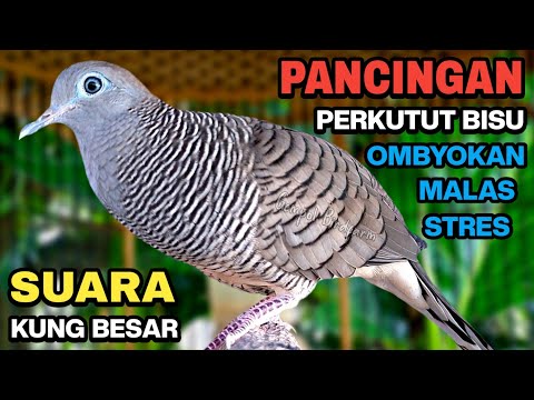 suara perkutut lokal gacor pikat