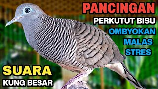 Perkutut Lokal Gacor Suara Kung Besar Pancingan Burung Perkutut Agar Bunyi.