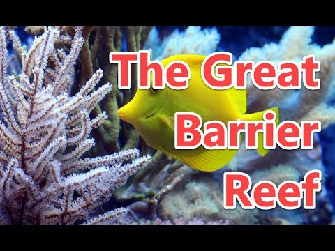 Video: 11 ongelooflijke feiten over het Great Barrier Reef!