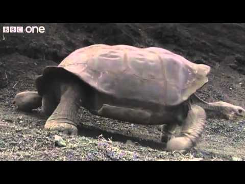 Funny Talking Animals - Walk On The Wild Side Preview