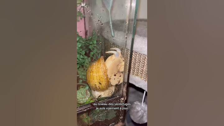 La position de Pomme mon escargot géant de compagnie ??? 🐌 #escargot #escargotgeant #escargots