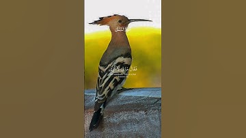 2اذاعة القران الكريم القاهرة583بث اذاعة القران الكريم #اكسبلور #duet #لايك