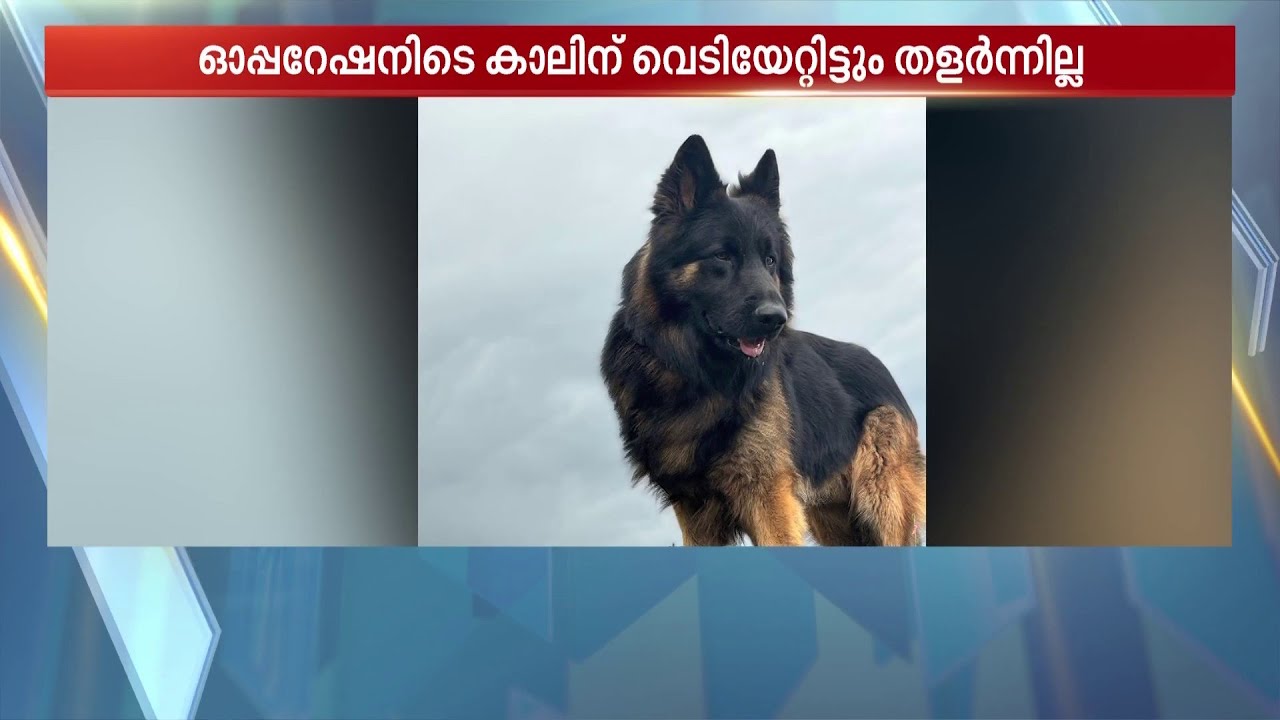സൈന്യത്തിന്റെ ധീരനായ പോരാളി, രാജ്യത്തിന്റെ അഭിമാനം... ടൈസണ്‍ | Army Dog Tyson