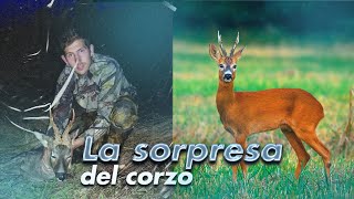 ESPERA DE JABALI: LA SORPRESA DEL CORZO