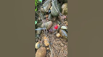 Insane Discovery 😮 Millions Worth RUBY 💎 #ruby #rubygemstone  #gemstone #preciousgemstones #nature