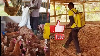 Saw dust & Litter Management / best poultry litter management tips screenshot 5