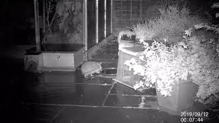 Hogs 2018 0912