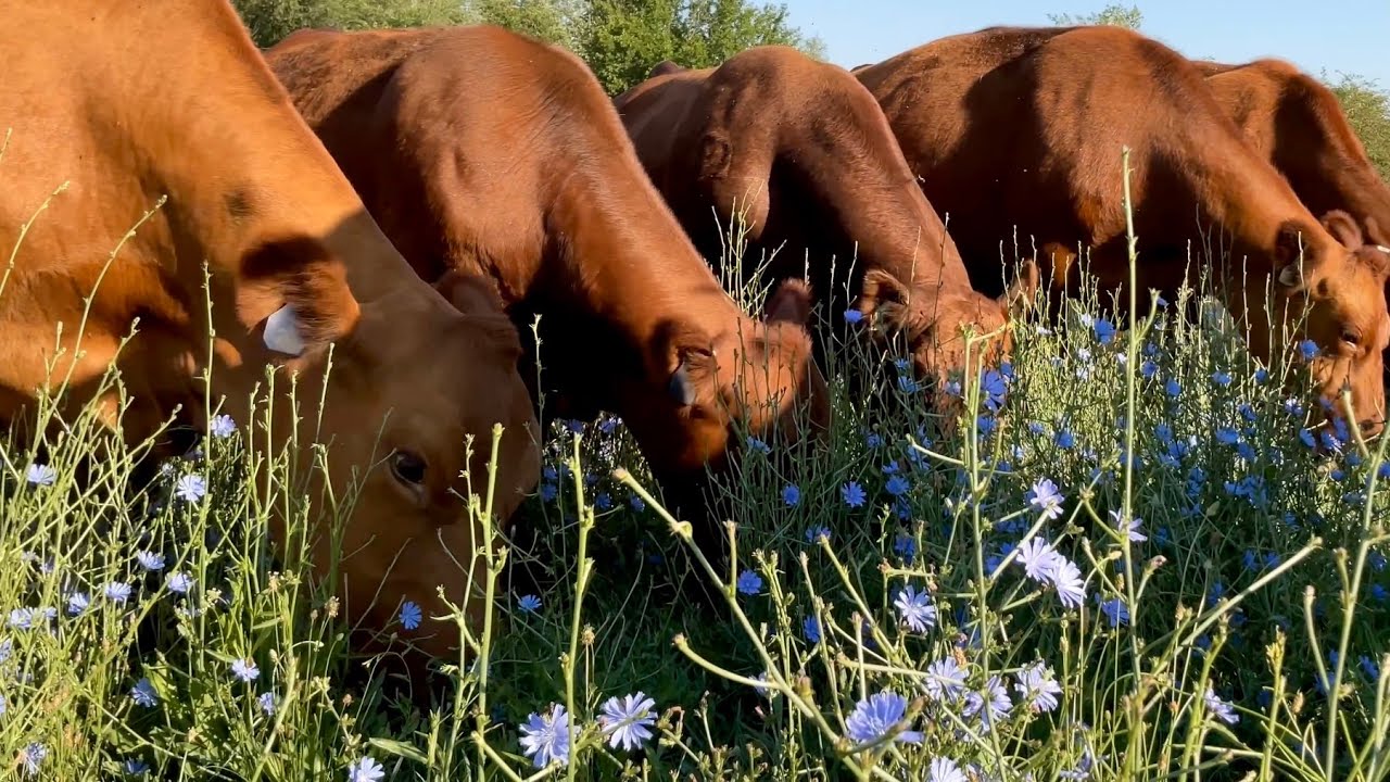 Cows Running To Wildflower Pasture YouTube
