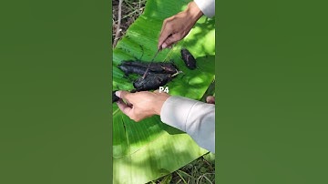 Cá nướng rơm giữa ruộng #ca #cadong #mientay #trieukiengiang