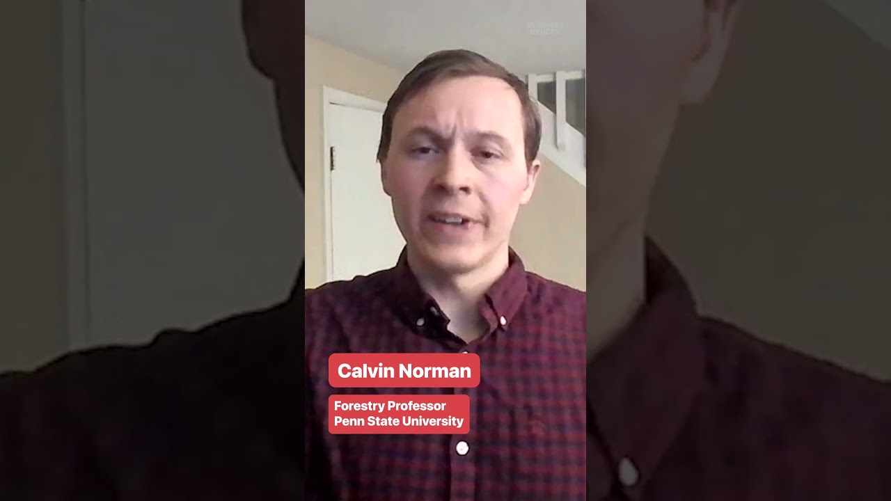 The white oak trees used to make Maker's Mark barrels are at risk. 