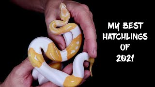 See my Best Ball Python Hatchlings of 2021