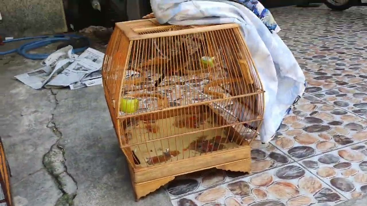 KHẮC PHỤC CẮN ĐUÔI - P3