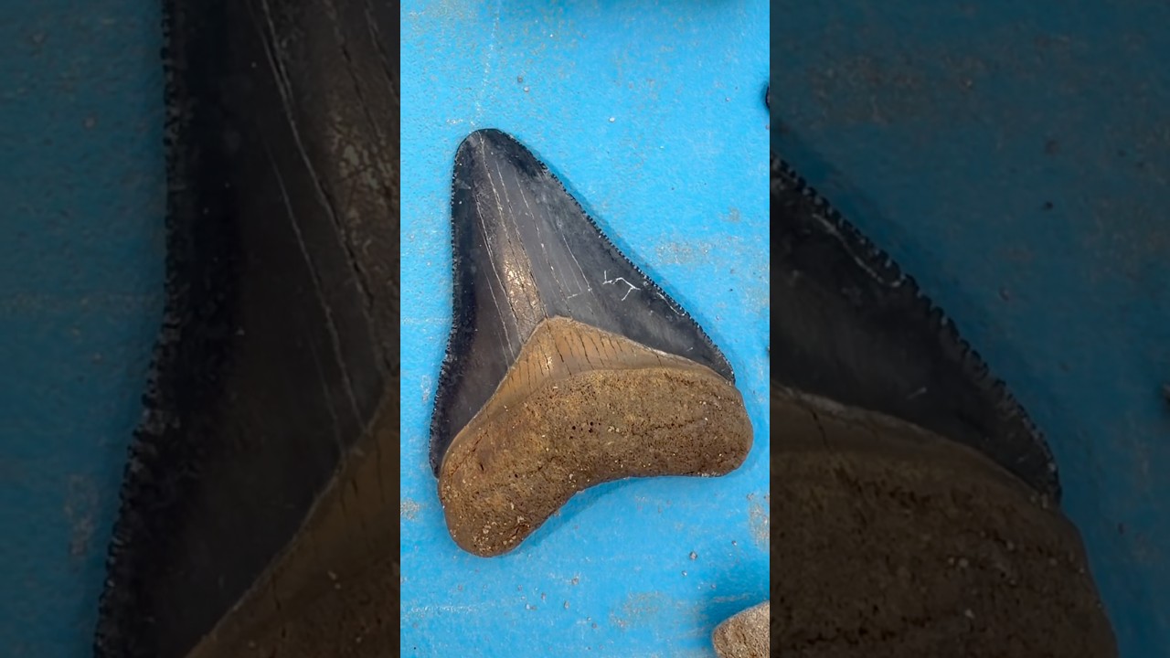 Finding megalodon shark teeth underground! Lots of other sharks species were found digging here
