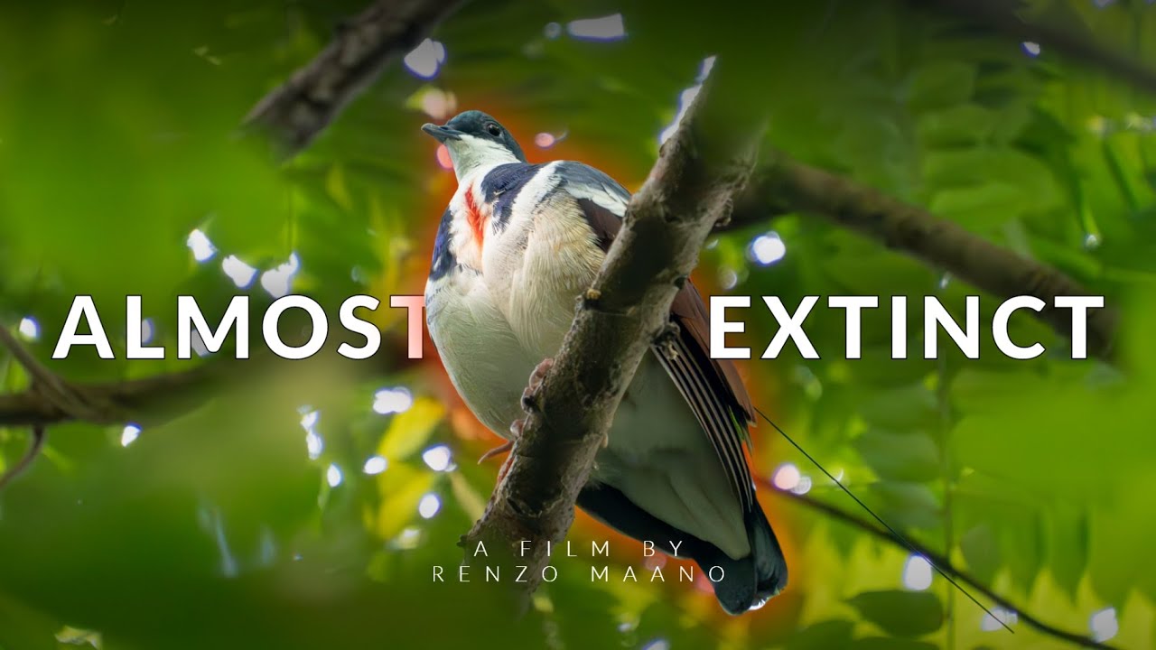 Saving the Negros Bleeding Heart Documentary