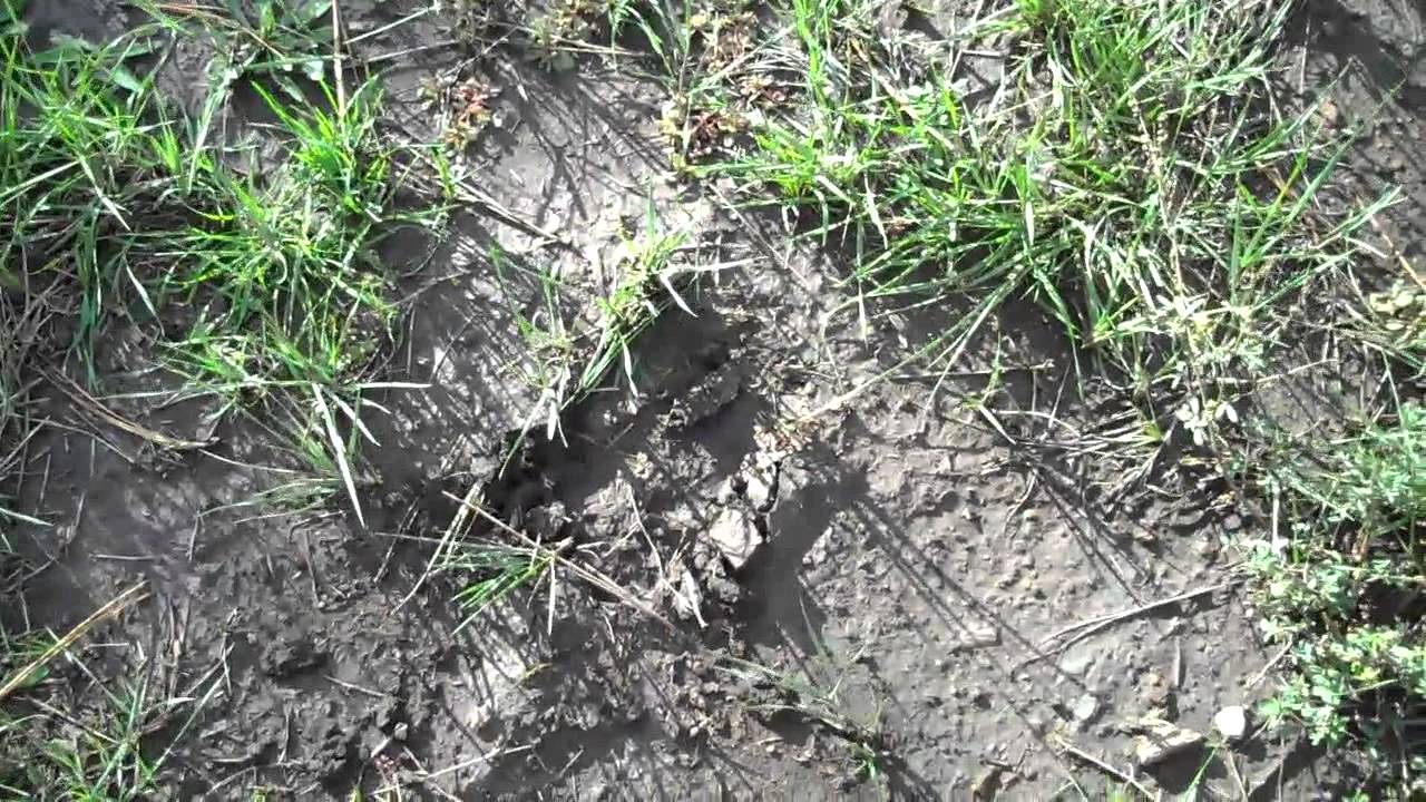 160 acres For Sale, Canjilon, NM Hunters Central.mp4 YouTube