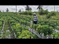 NEXT LEVEL FARMING: SMART TOOL FOR WATERING CHILI PLANTS EASILY!- smart farming technology