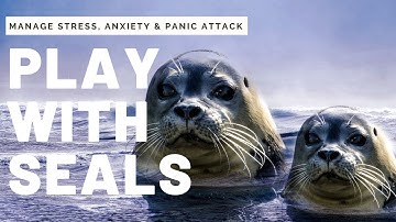 Relaxing Seal Video For Anxiety, Stress, Panic Attack, Depression, Meditation | Soothing Sleep Music