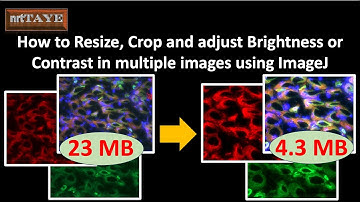How to Resize Crop and adjust Brightness or Contrast in multiple images using ImageJ
