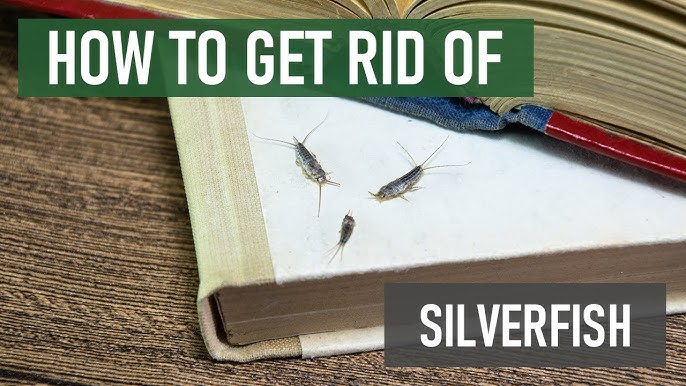 The BEST Way to Get Rid of Silverfish FAST 