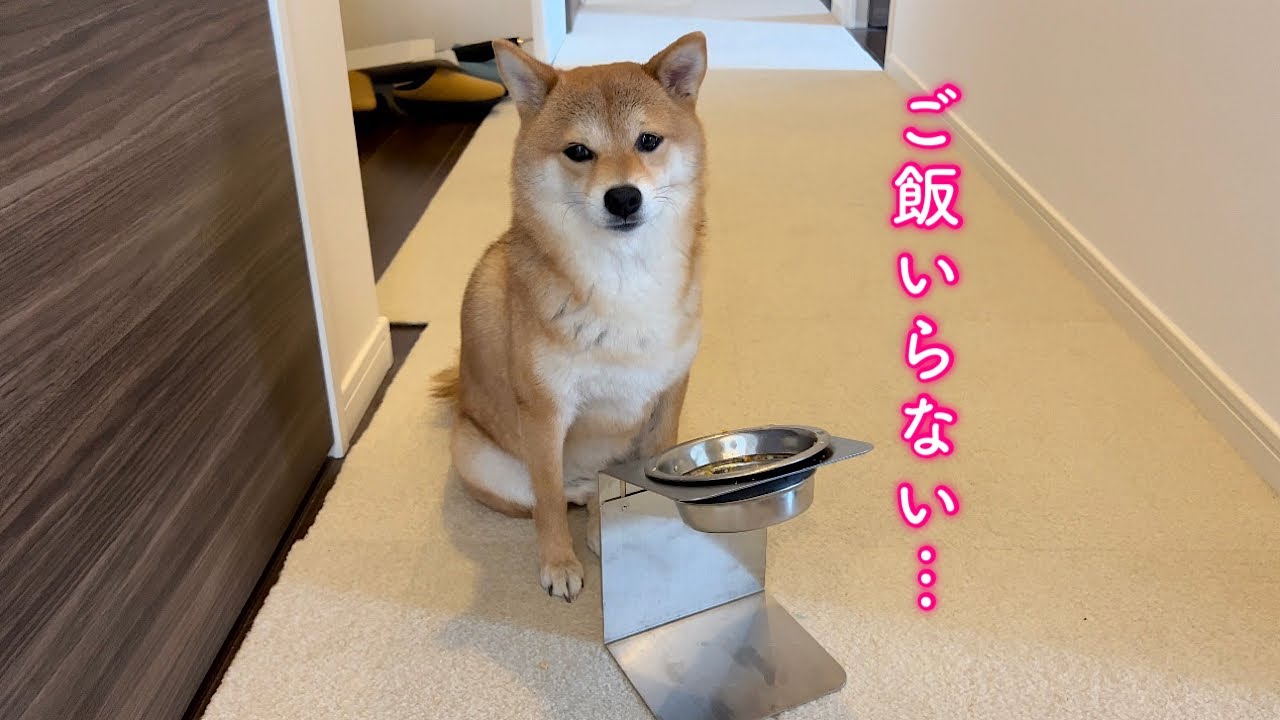 ここ数日食欲が落ちてしまって元気がない柴犬が心配 Youtube