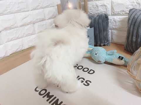 ペットショップ犬の家近江八幡店 ハーフ犬 Youtube ペットショップ犬の家近江八幡店 ハーフ犬 Youtube
