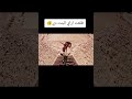 اول بنت تطلع فوق الهرم وترقص 
