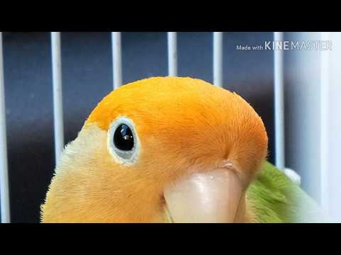 LOVE PARROT FISHER ببغاء الحب فيشر