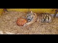 Тигр Мини и её первая тыква
