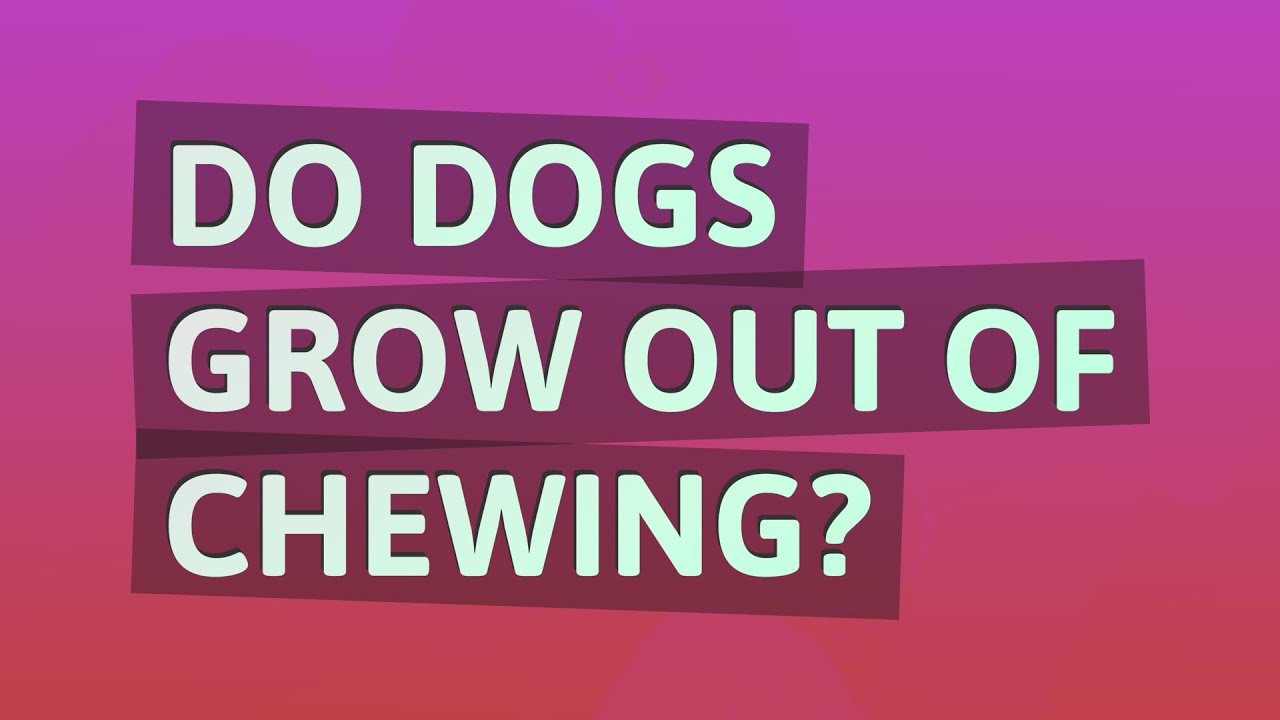Do dogs grow out of chewing? YouTube