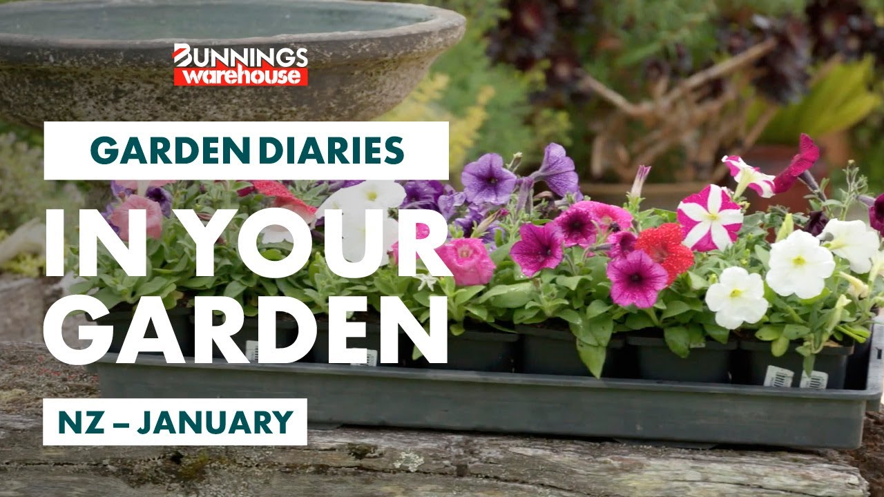 Gardening in January New Zealand Bunnings Garden Diary YouTube