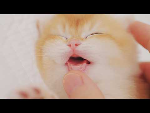 I Bet You've Never Seen The Kitten's Milk Teeth