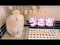 生後3ヶ月のうさぎ！お手入れ後はプレーリードッグに進化！？w
