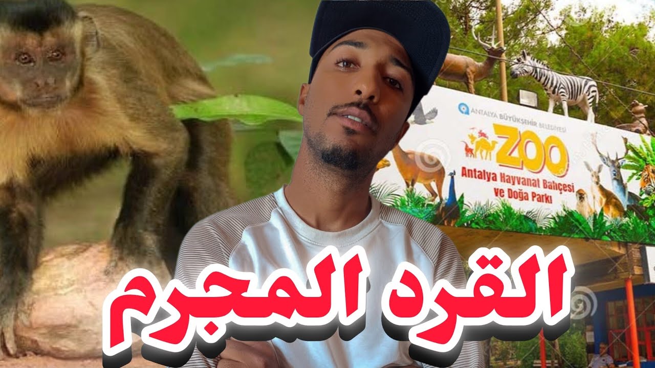 سطوري تايم (  القرد المجرم ) 😂