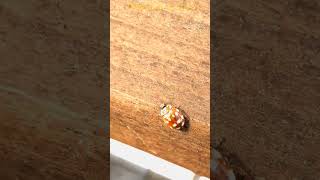 прогулка по столу. весна 2025. #shorts#shortvideo#киржач#лето#nature#wild